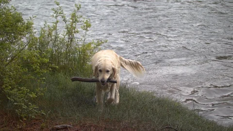 Dog Retrieving Stick Stock Footage 90493462