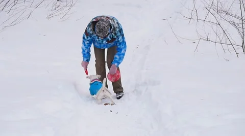 Dog retrieving a toy disk in snow Stock Footage 59857254