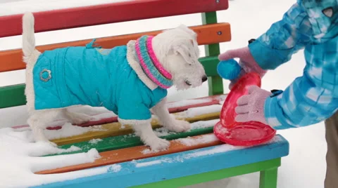 Dog retrieving a toy Stock Footage 59855822