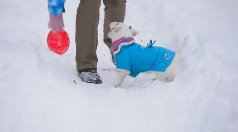 Dog retrieving a toy Stock-Footage 59858238