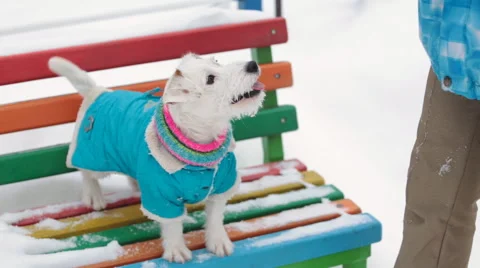Dog retrieving a toy in snow Stock Footage 59855902