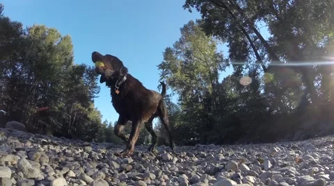 Dog returning a ball from a stream Stock Footage 41452911