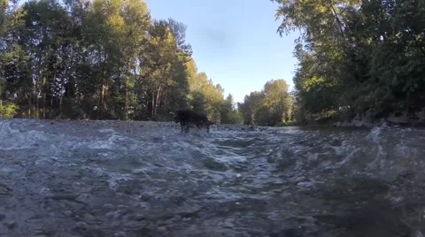 Dog returning with a ball through a stream Stock Footage 41453032