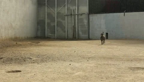 Dog Returns With Ball Stock Footage 11360997