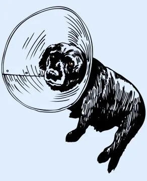 Dog returns from vet Stock Illustration