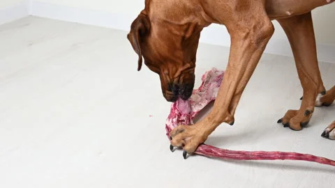 Dog Rhodesian ridgeback eating huge natural raw beef tail bone in a close-up Stock-Footage 145619548