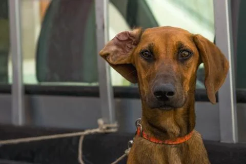 Dog.  Rhodesian Ridgeback Stock Photos
