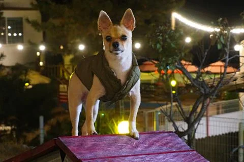 A dog on a ride Foto stock