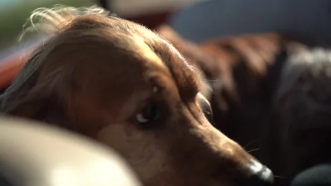 A dog riding in a car Stock Footage 145013840