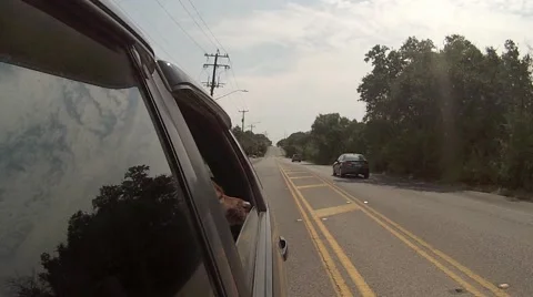 Dog Riding in Car with Window Open Stock Footage 54098601