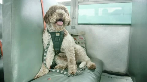 Dog Riding School Bus Stock Footage 305929118