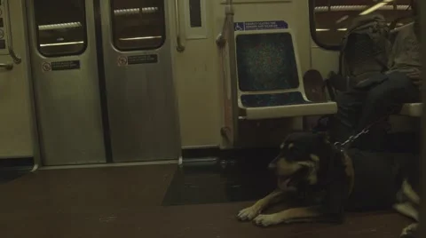 Dog riding subway underground Stock Footage 46120445