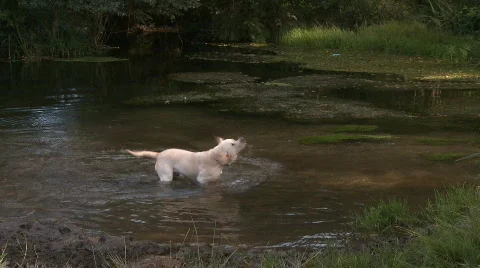 Dog in river Video stock 284807