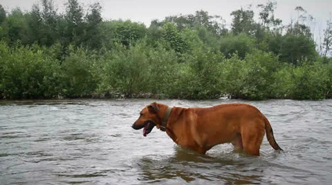 Dog in the river Stock Footage 26250764
