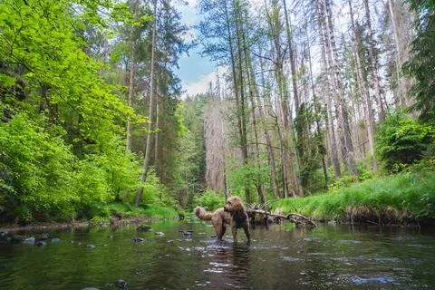 Dog in the river in the forest Stock Photos