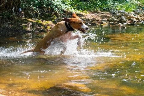 Dog in the river jumping through Stock Photos