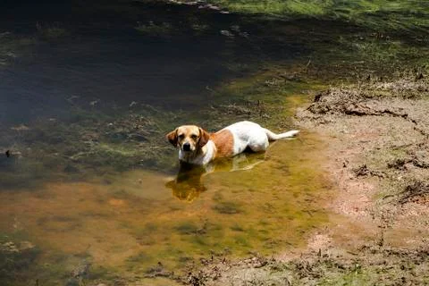 Dog in river Stock Photos