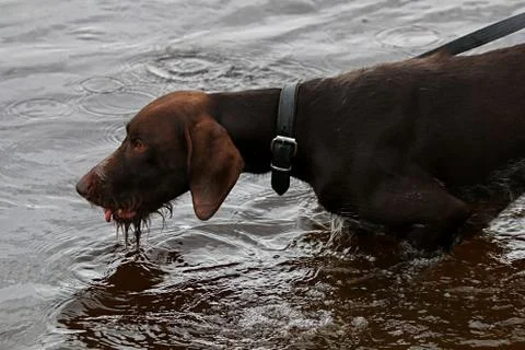 Dog in river Stock Photos