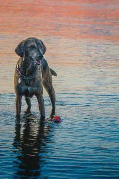 Dog in the River Stock-Fotos