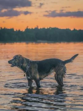 Dog in the River Stock-Fotos