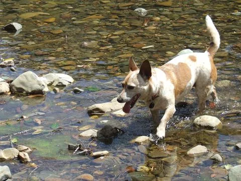 Dog in the river. Stock Photos