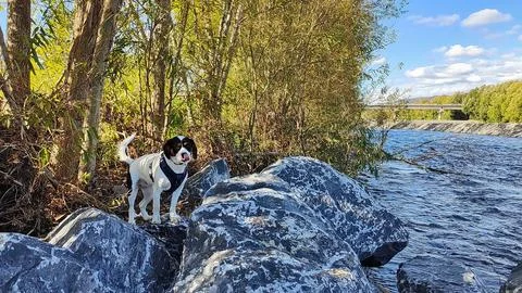 Dog by River on the Rocks Stock Photos