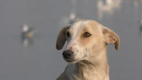 A dog at the river side waiting for his master Video stock 126769548