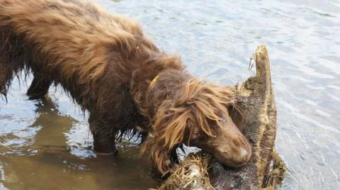 Dog on the river, Spaniel on the river Stock Photos