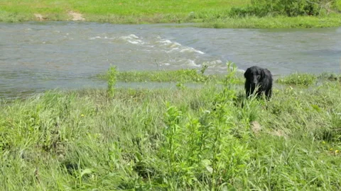 Dog by the river in summer day Video stock 95971853