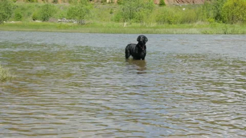 Dog in the river in summer day Stockbeeldmateriaal 95972026