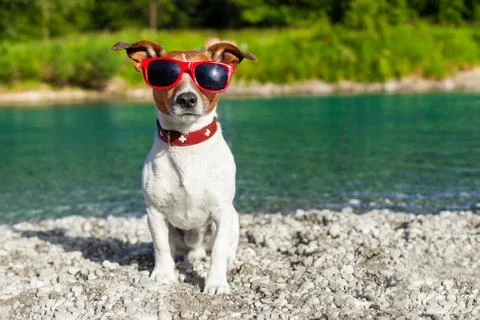 Dog at river in summer Фото