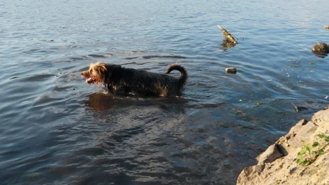 Dog in the river water Stock Footage 113921446