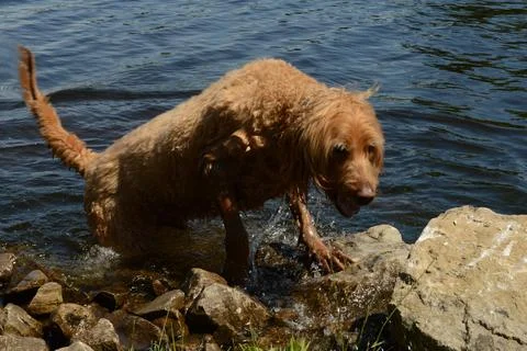 Dog at the Riverside Stock Photos
