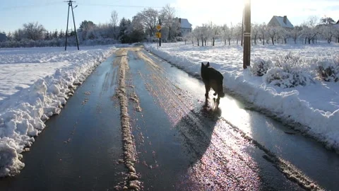 Dog on the road Stock Footage 91329328