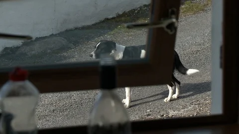 Dog On Road, Seen Through Window Stock Footage 115877073