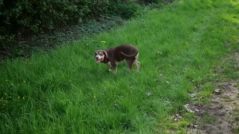 Dog roaming in the forest between grass Video stock 132345600