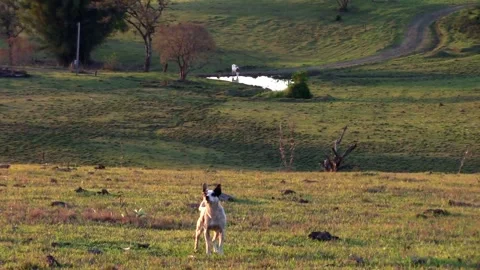 Dog Roaming in Wide Open Space - Animated Scene Stock Footage 307468449