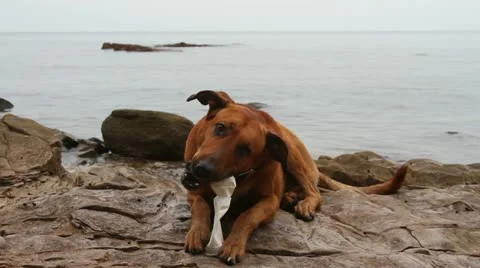 Dog on a rock 1 Stock Footage 11970380