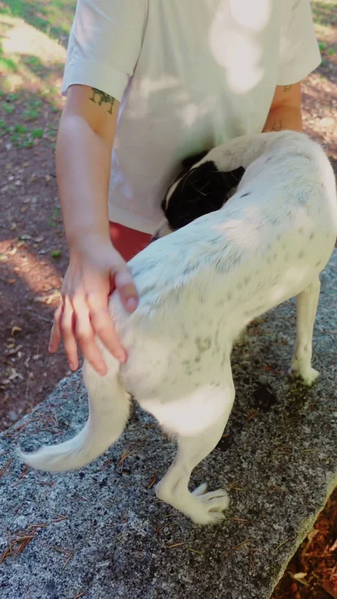 Dog on a rock being brushed by its owner with her hands Видео 280419015