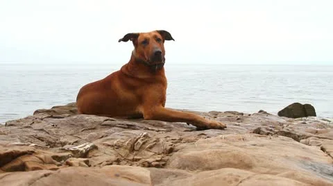 Dog on a rock Stock Footage 11970265