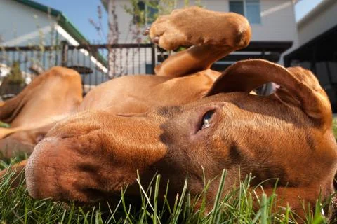 Dog rolled over in grass Stock Photos