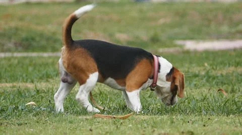 Dog rolled over on green grass. Stock Footage 63143580