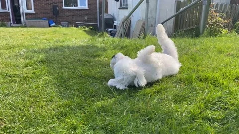 Dog rolling about int he garden Stock Footage 180526745