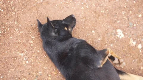 The dog is rolling and stretching on reddish dirt ground Stock Footage 344708053