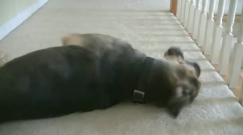Dog Rolling Around on Carpet Stock Footage 11524651