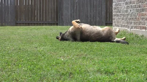 Dog Rolling Around Stock Footage 269087623