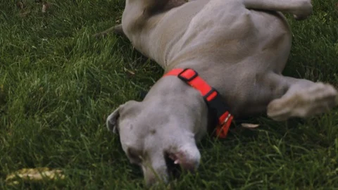 Dog rolling around in grass - Clip 1 Stock Footage 94001850