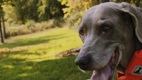 Dog rolling around in the grass - Clip 3 Stock Footage 94004073