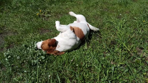 Dog rolling around in the grass. Russell Terrier fooling around on green grass Video stock 301248353