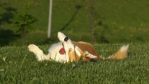 Dog is rolling on command Stock Footage 110705679